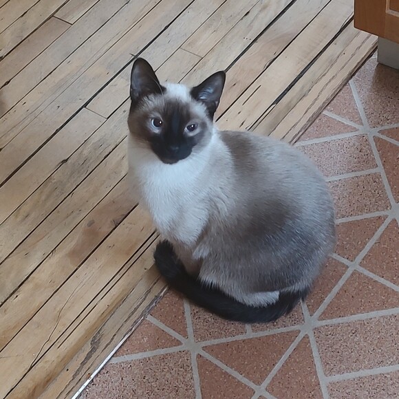 aysebee